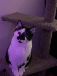 Lost Male Cat last seen Inn town apmts, Columbus, OH 43201