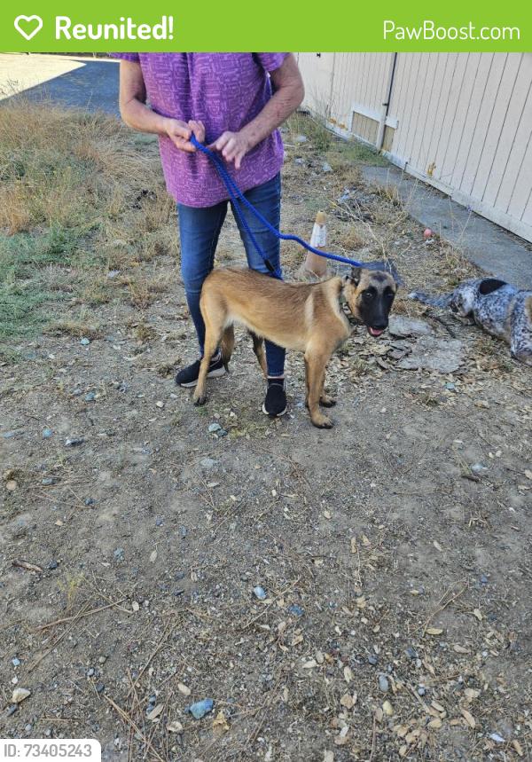 Reunited Female Dog last seen El Campo Rd Lotus and Bassi Rd Lotus Ca, Lotus, CA 95651