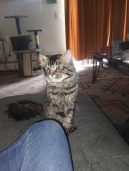 Lost Male Cat last seen Pines apmts cedar dr and Zuni, Lakewood, CO 80228
