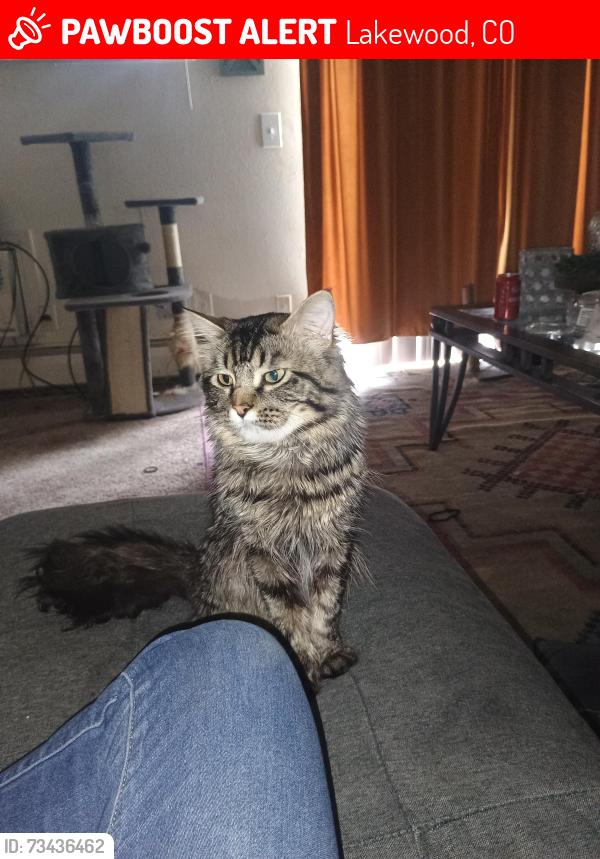 Lost Male Cat last seen Pines apmts cedar dr and Zuni, Lakewood, CO 80228