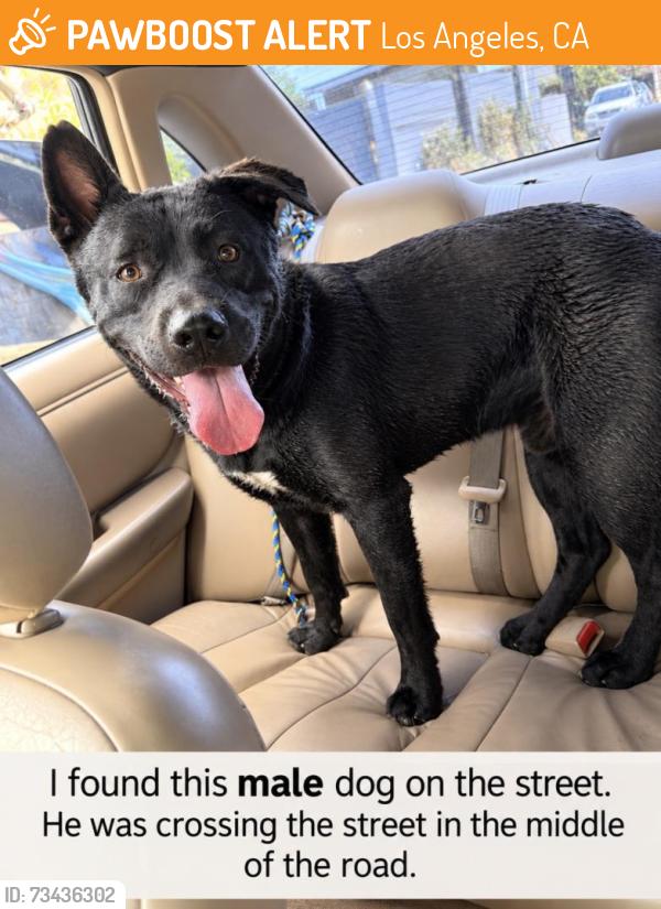Found/Stray Male Dog last seen Central and 111st, Los Angeles, CA 90012