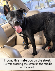Found/Stray Male Dog last seen Central and 111st, Los Angeles, CA 90012