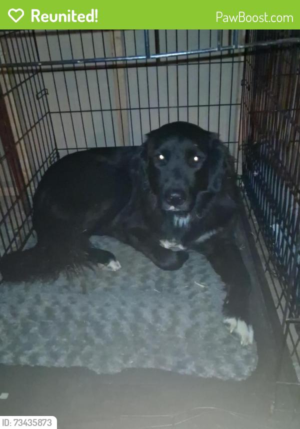 Reunited Male Dog last seen Pleasant Valley Rd, Penn Valley, CA, USA, Penn Valley, CA 95946