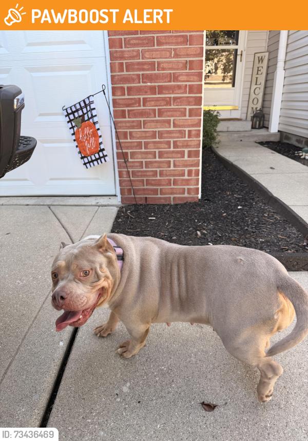 Found/Stray Female Dog last seen Heartland Crossing, Madison Township, IN 46113