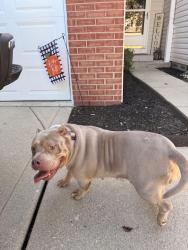 Found/Stray Female Dog last seen Heartland Crossing, Madison Township, IN 46113