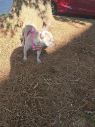 Found/Stray Female Dog last seen Pleasant Garden rd, Greensboro, NC 27406