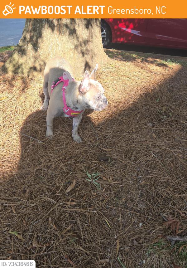 Found/Stray Female Dog last seen Pleasant Garden rd, Greensboro, NC 27406