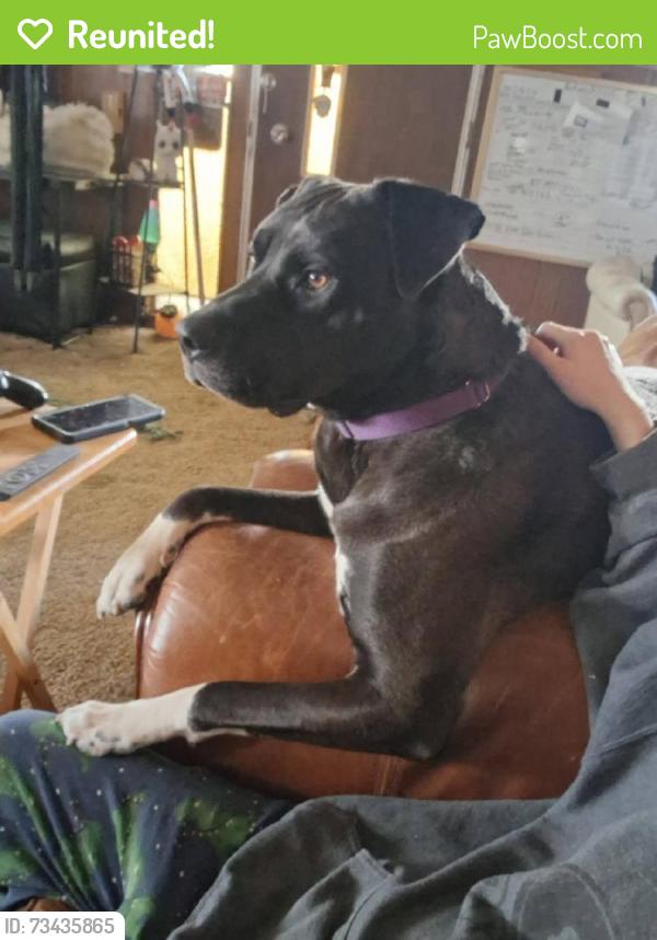 Reunited Male Dog last seen Pleasant Valley Rd, Penn Valley, CA, USA, Penn Valley, CA 95946