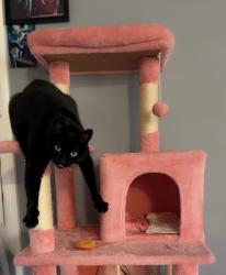 Reunited Female Cat last seen Ebinger/ Milwaukee, Niles, IL 60714