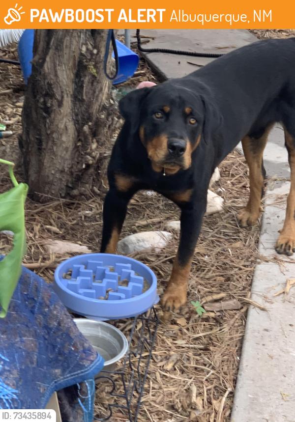Found/Stray Male Dog last seen Virginia St SE and Zuni ST SE, Albuquerque, NM 87108