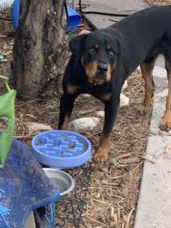 Found/Stray Male Dog last seen Virginia St SE and Zuni ST SE, Albuquerque, NM 87108