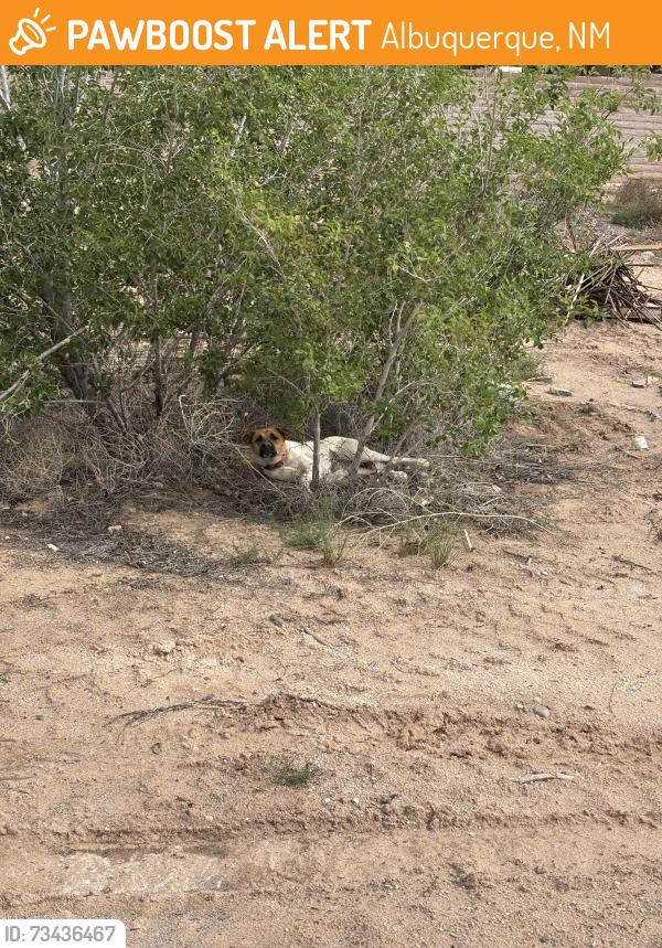 Found/Stray Unknown Dog last seen Carlisle and Gibson, Albuquerque, NM 87123