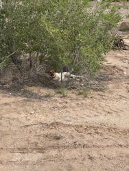 Found/Stray Unknown Dog last seen Carlisle and Gibson, Albuquerque, NM 87123
