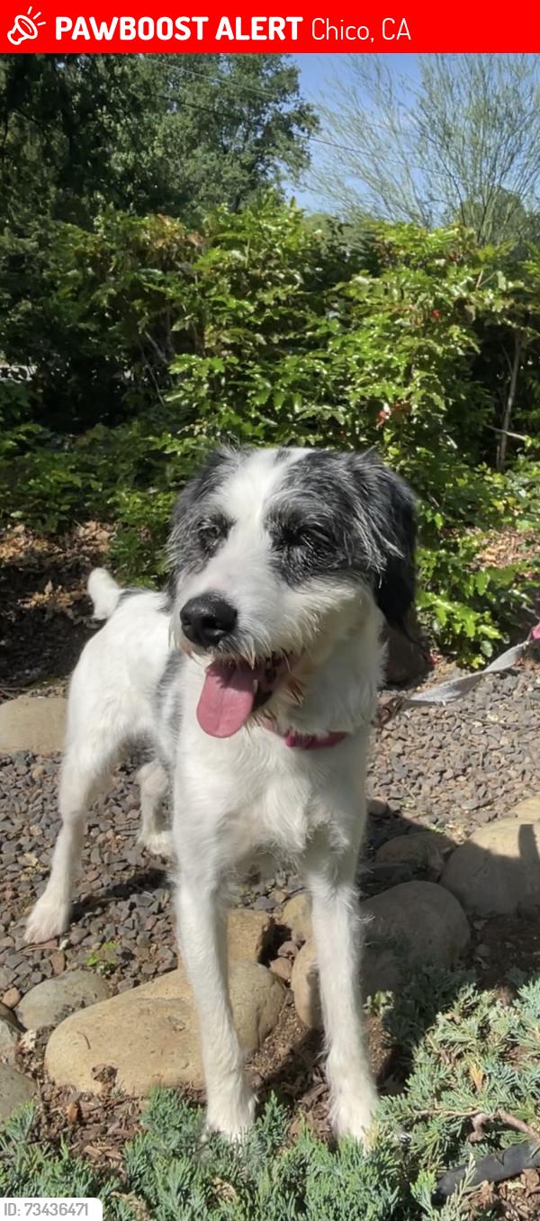 Lost Female Dog last seen Crow Canyon ct , five mile, Chico, CA 95928