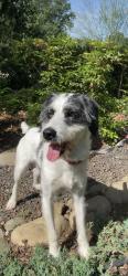 Lost Female Dog last seen Crow Canyon ct , five mile, Chico, CA 95928