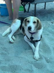 Lost Male Dog last seen Elm on, behind Trader Joe’s, Charlotte, NC 28277