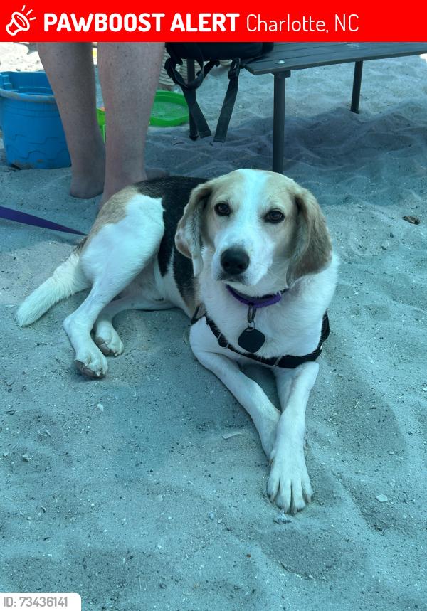 Lost Male Dog last seen Elm on, behind Trader Joe’s, Charlotte, NC 28277