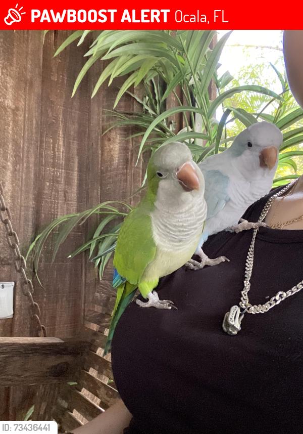 Lost Male Bird last seen Near sw 36th st Ocala, fl 34481, Ocala, FL 34481