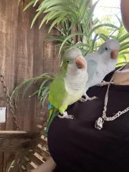 Lost Male Bird last seen Near sw 36th st Ocala, fl 34481, Ocala, FL 34481
