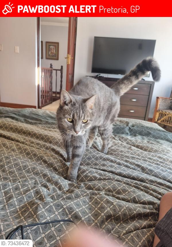 Lost Female Cat last seen Botanical gardens pretoria brumeria, Pretoria, GP 0184