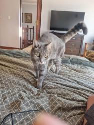Lost Female Cat last seen Botanical gardens pretoria brumeria, Pretoria, GP 0184