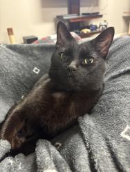 Lost Female Cat last seen Charring Cross and Graham Road, Stow, OH 44224