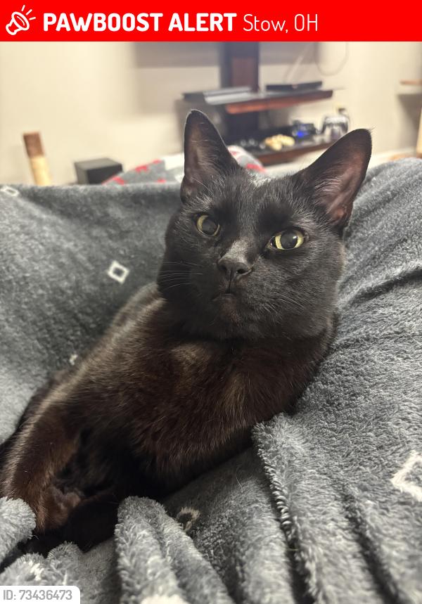 Lost Female Cat last seen Charring Cross and Graham Road, Stow, OH 44224
