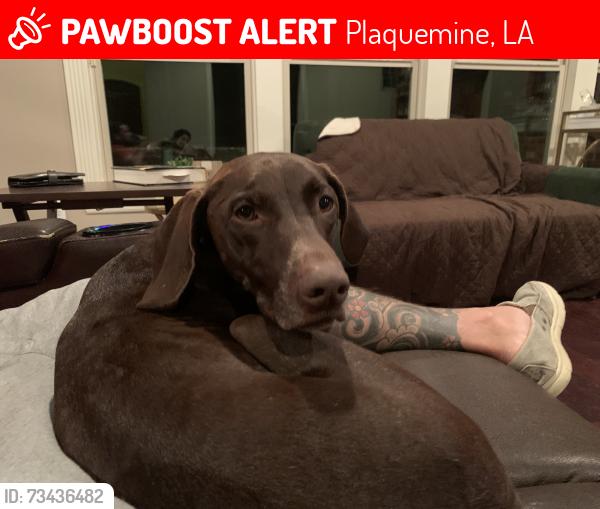 Lost Female Dog last seen The island, Plaquemine, LA 70764