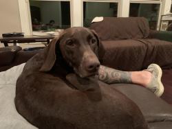 Lost Female Dog last seen The island, Plaquemine, LA 70764
