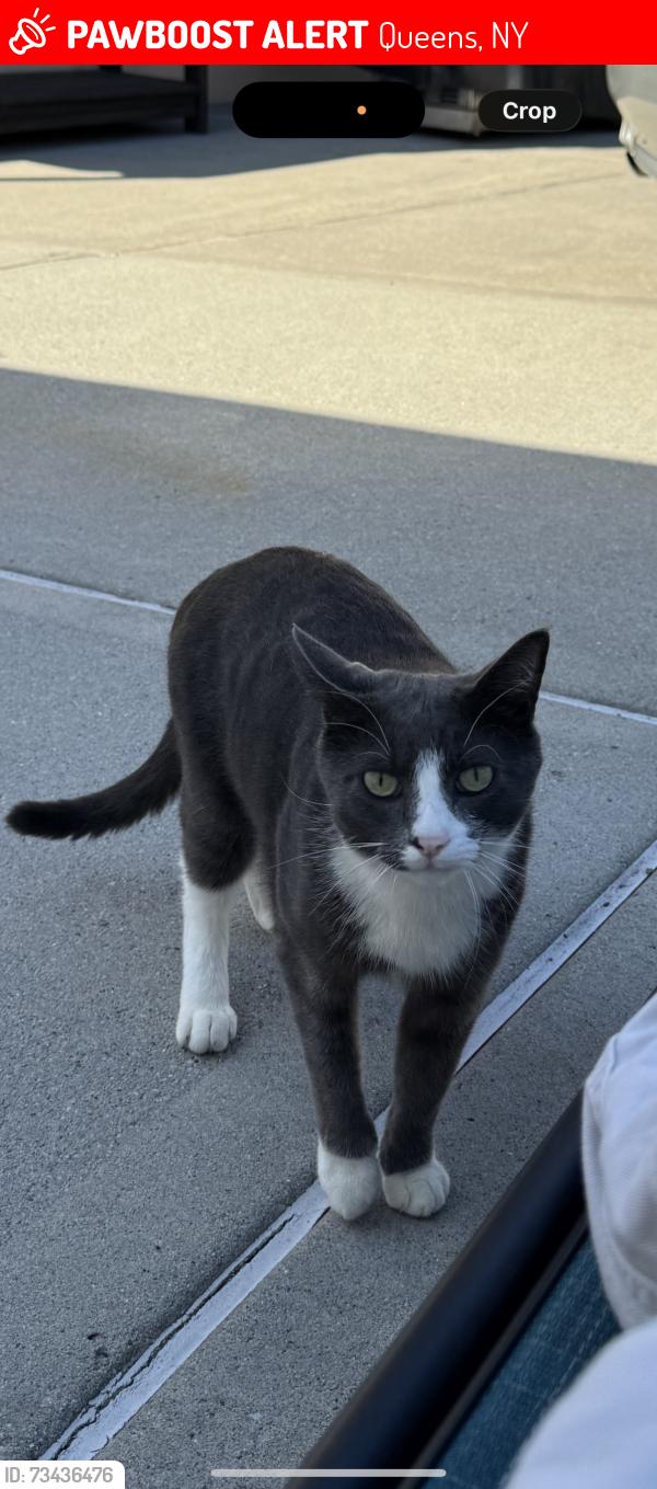 Lost Male Cat last seen Near street 134th avenue, Queens, NY 11436