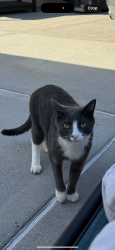 Lost Male Cat last seen Near street 134th avenue, Queens, NY 11436