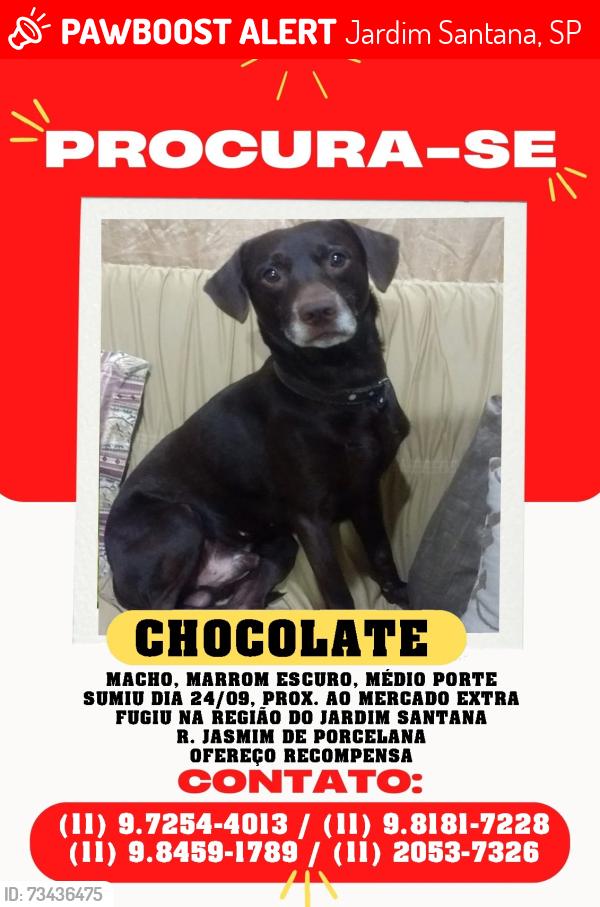 Lost Male Dog last seen Av imperador perto do supermercado extra, Jardim Santana, SP 