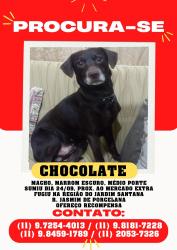 Lost Male Dog last seen Av imperador perto do supermercado extra, Jardim Santana, SP 