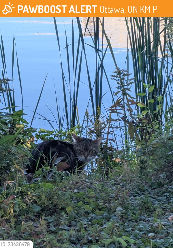 Found/Stray Unknown Cat last seen Stanley and Charles intersection, near the Minto Bridges, Ottawa, ON K1M 1P4