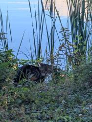 Found/Stray Unknown Cat last seen Stanley and Charles intersection, near the Minto Bridges, Ottawa, ON K1M 1P4