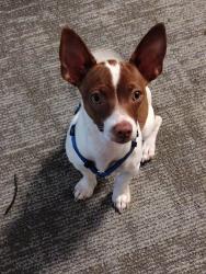 Lost Female Dog last seen Coliseum, Oakland, CA 94621