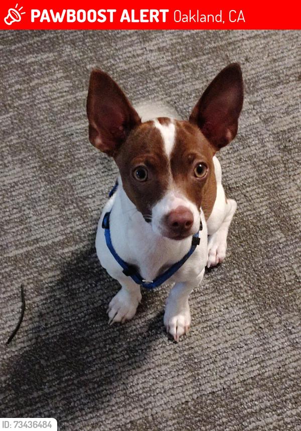 Lost Female Dog last seen Coliseum, Oakland, CA 94621
