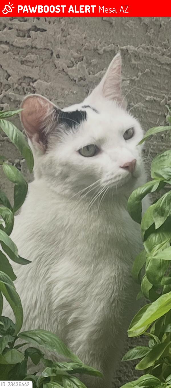 Lost Male Cat last seen Mesa Dr. and University, Mesa, AZ 85201
