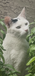 Lost Male Cat last seen Mesa Dr. and University, Mesa, AZ 85201