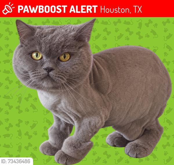 Lost Female Cat last seen Wedemeyer Way and Hilmar Dr, Houston, TX 77082