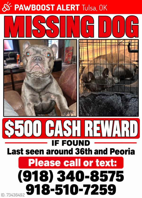 Lost Male Dog last seen 36th Peoria, Tulsa, OK 74106