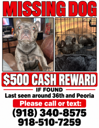 Lost Male Dog last seen 36th Peoria, Tulsa, OK 74106