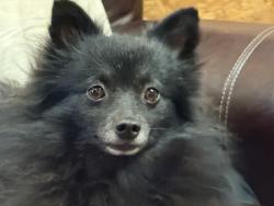 Reunited Male Dog last seen Near N Monterey Dr, Apache Junction, AZ 85120, USA, Apache Junction, AZ 85120