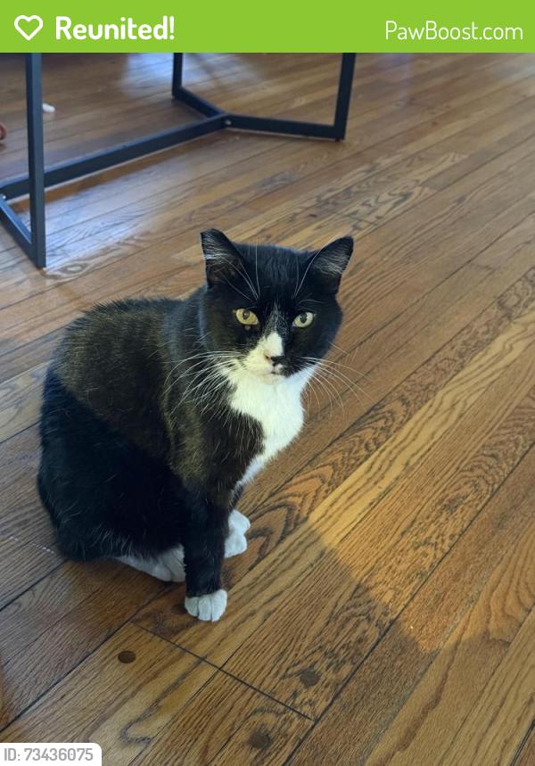 Reunited Male Cat last seen 3rd Street, Los Angeles, CA 90004