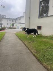 Reunited Male Dog last seen Stones-town galleria, San Francisco, CA 94132