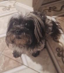 Lost Female Dog last seen Medina st, lawndale st, 77012, Houston, TX 77012