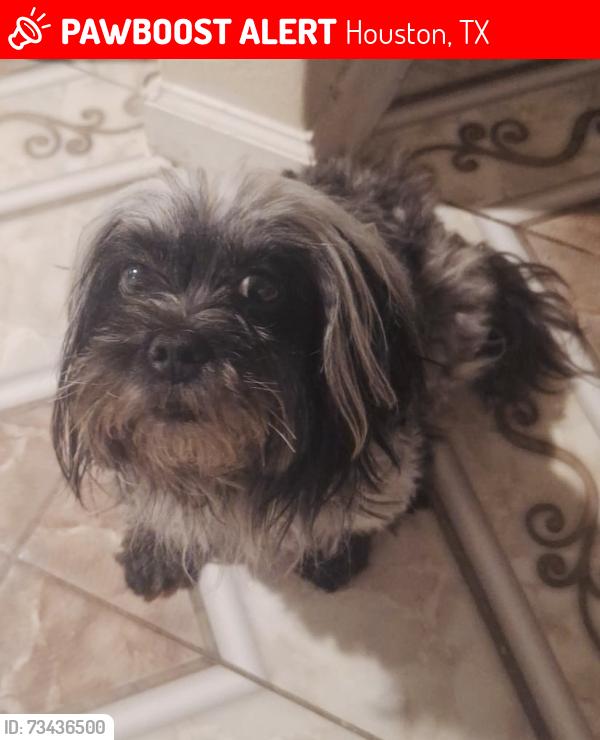 Lost Female Dog last seen Medina st, lawndale st, 77012, Houston, TX 77012