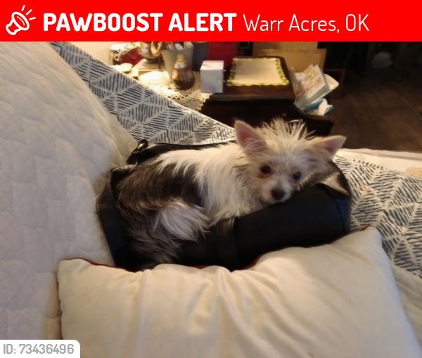 Lost Female Dog last seen Nw 50th and MacArthur, Warr Acres, OK 73122