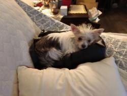 Lost Female Dog last seen Nw 50th and MacArthur, Warr Acres, OK 73122