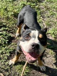 Shelter Stray Female Dog last seen Near BLOCK SW 24 AV, DANIA FL 33312, 2400 SW 42nd St, Fort Lauderdale, FL 33312, USA